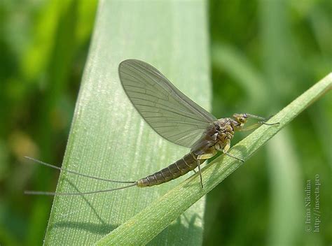 Photo #52082: Ephemeroptera sp.