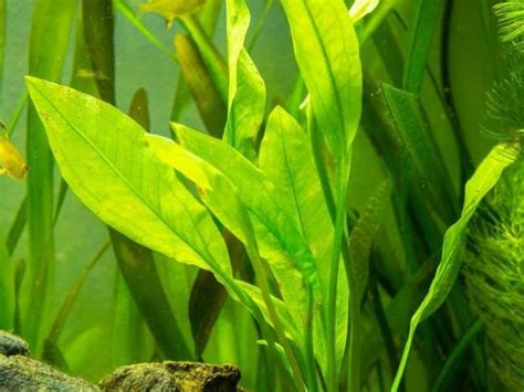 21 Extra Tall Aquarium Plants For Your Aquarium | Full Guide