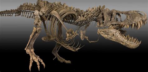 Tyrannosaurus Rex Skeleton