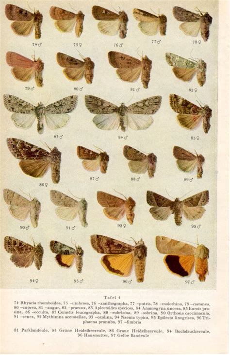 1958 Moths Identification Chart, Insects illustration, Rhyacia, Rustic Moth, Vintage Print ...