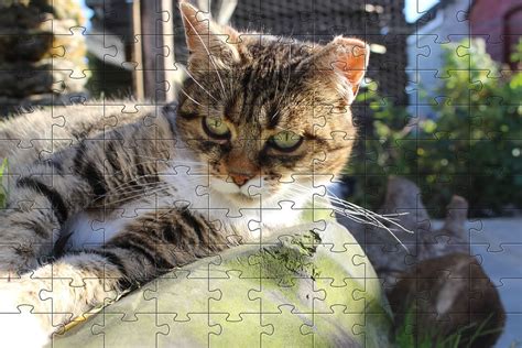 Jigsaw Puzzles @ Happy Waggy Tails, Free Online Jigsaw Puzzles of Cats | Puzzle Game 3