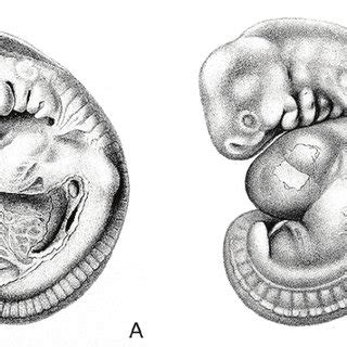 (A) Early organogenesis stages are very similar in crustaceans.... | Download Scientific Diagram