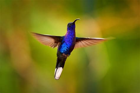 Can Hummingbirds Fly Backwards? (Explained)