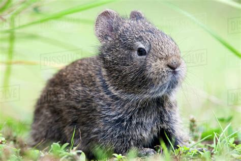 Volcano rabbit (Romerolagus diazi) Milpa Alta forest, Mexico, September, Captive, critically ...