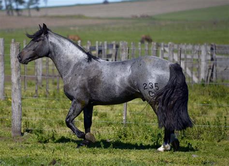 Hunters In The Snow, Different Horse Breeds, Pony Breeds, Most Beautiful Horses, Horse World ...