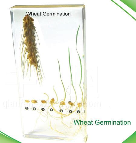 Wheat Germination | King Mariot Medical Equipment