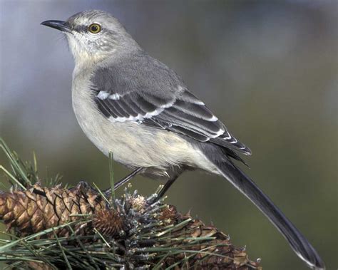 Northern Mockingbird | Audubon Field Guide