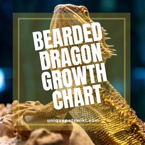 Bearded Dragon Growth Chart: are they really growing?