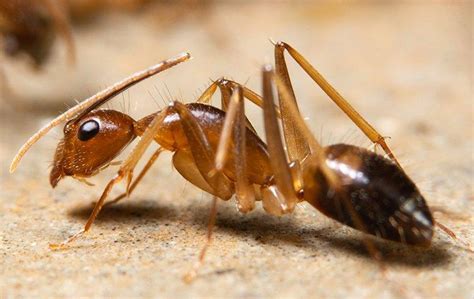 Ghost Ants | A Guide To Dallas & North TX Ant Control