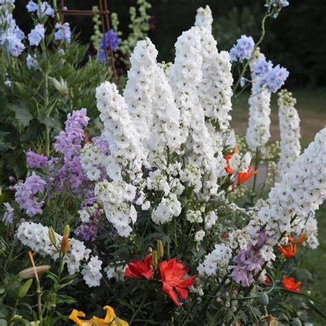 20 Most Beautiful Types of Delphinium Varieties | Balcony Garden Web