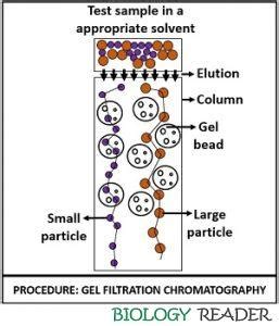 Gel Filtration Chromatography? Definition, Principle & Procedure ...