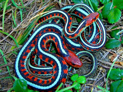 California Red-Sided Garter Snake | Coniferous Forest