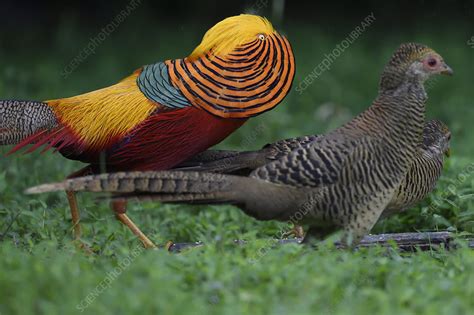 Golden pheasant displaying to female pheasant - Stock Image - C048/4043 - Science Photo Library