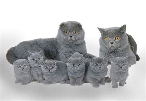 Family portrait | Cute cats and kittens, Scottish fold kittens, Cat breeds