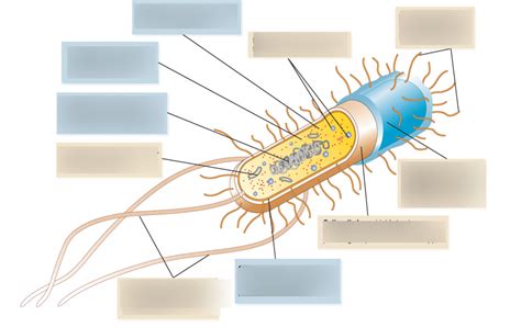 Introduction to microbiology Diagram | Quizlet