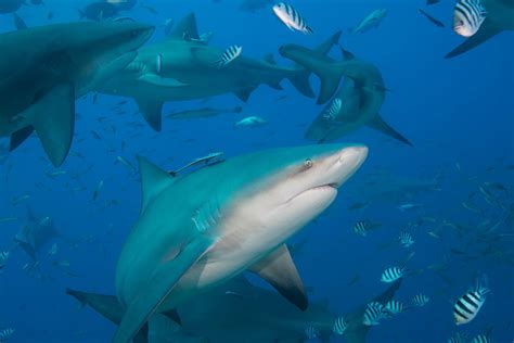 A scuba diver’s guide to Fiji’s famous sharks | ZuBlu