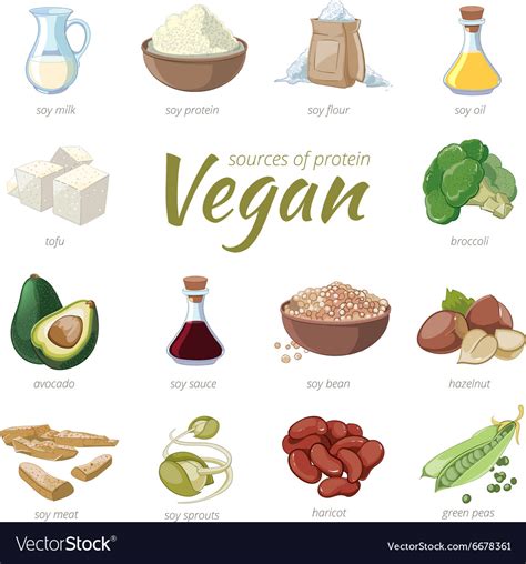 Vegan sources of protein plant based protein Vector Image