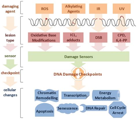 Diverse lesion types trigger DNA damage responses. DNA damage can be ...