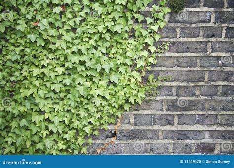 Ivy on a wall background stock image. Image of detail - 11419475