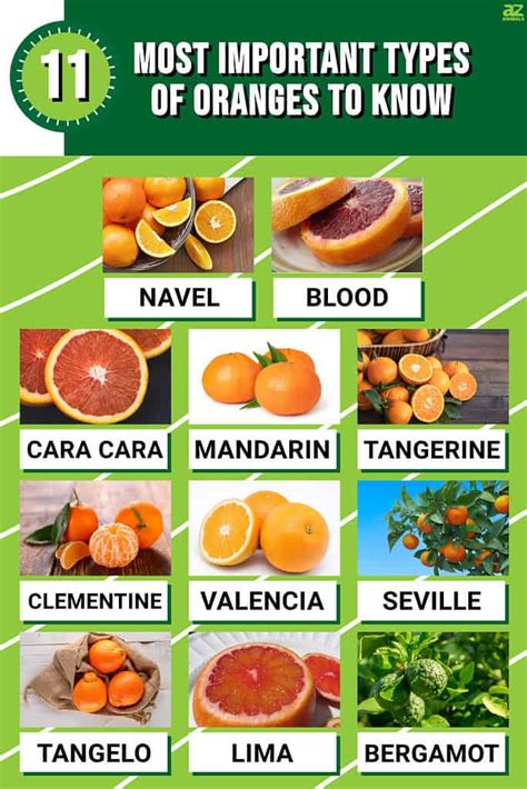 Valencia Oranges vs Navel Oranges: Comparing Citrus Varieties - Marine ...