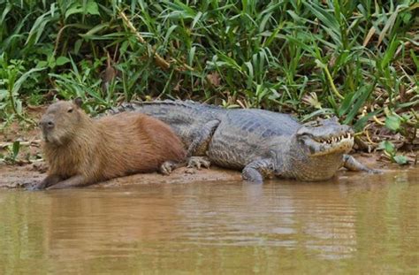 Are Capybaras Friendly? 38 Cute Photos Of Unlikely Friendships | Bored ...