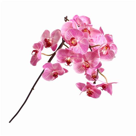 Silk Phalaenopsis Orchid Flower Stem Hot Pink - S-FST00030 - Product - Lifelike Flowers