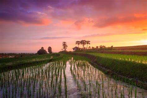 Premium Photo | Panoramic views of rice terraces with newly planted green rice and red afternoon ...