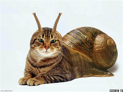 Snail cat by cosmin13 on DeviantArt