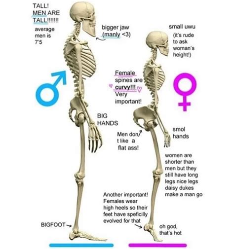 Differences between male and female skeletons : r/menwritingwomen