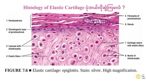 How to draw histology of elastic cartilage ? - YouTube