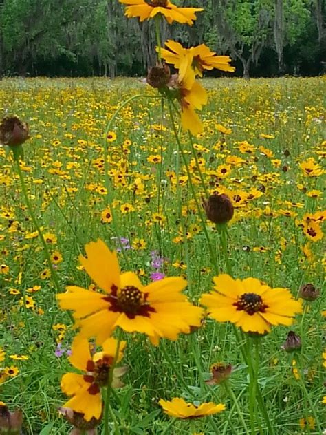 Field of wildflowers in Florida | Wild flowers, Flower field, Fields