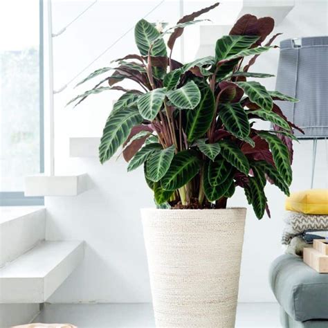 11 Best Air Purifying Indoor Plants That Grow In Low Light - Making Home Pretty