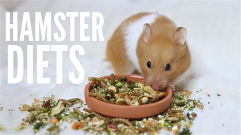 What To Feed Your Hamster | Hamster diets - YouTube