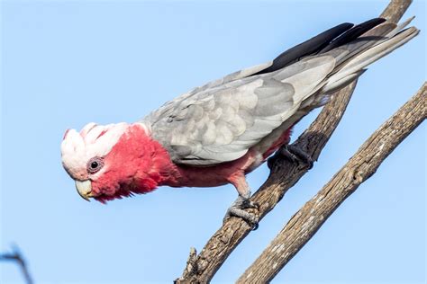 Fact File: Galah (Cacatua roseicapilla) - Australian Geographic