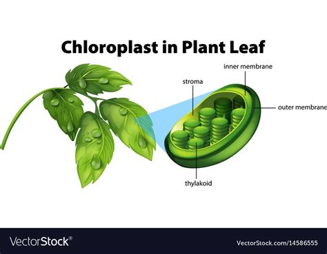 Diagram showing chloroplast in plant leaf Vector Image