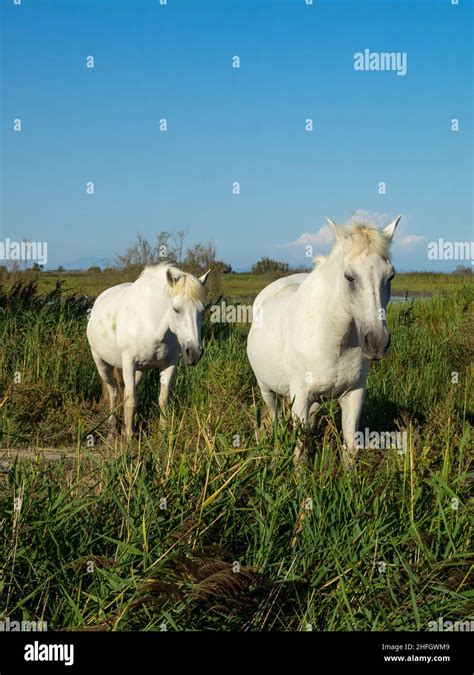 White Camargue horse Stock Photo - Alamy