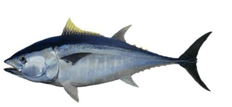 Morfología externa de Thunnus thynnus (Linnaeus, 1758). Fuente: Karen... | Download Scientific ...