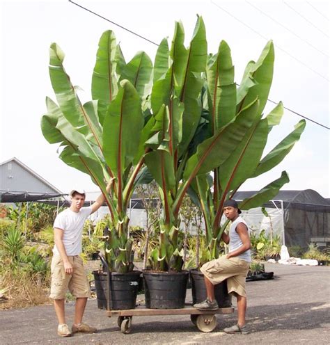 Ensete ventricosum – Brian's Botanicals