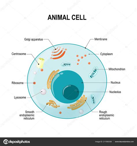 Célula Humana Animal Secção Transversal Estrutura Uma Célula Eucariótica Diagrama Stock Vector ...