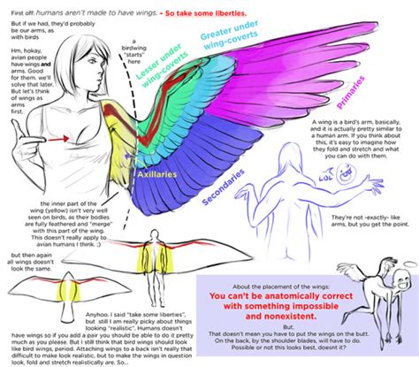 Helpful Harrie | Wings drawing, Wing anatomy, Drawing reference