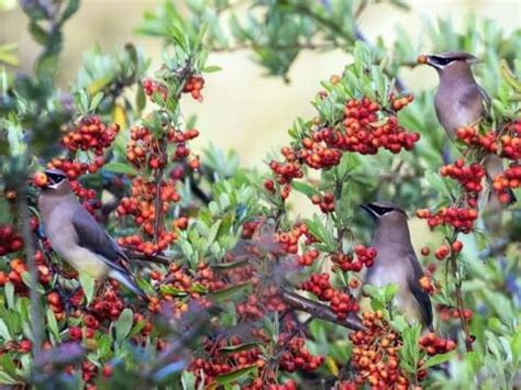 Cedar Waxwing | Celebrate Urban Birds