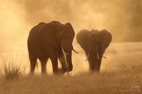 Loxodonta africana | Focusing on Wildlife