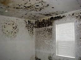 Airborne Mold Spores: Are They Dangerous To Your Health? – PacificDecon