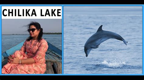 CHILIKA LAKE | MY TRIP TO CHILIKA LAKE ORISSA | DOLPHIN, SEAGULL ...