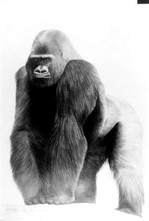 GORILLA Drawing by Ron Whitacre | Saatchi Art