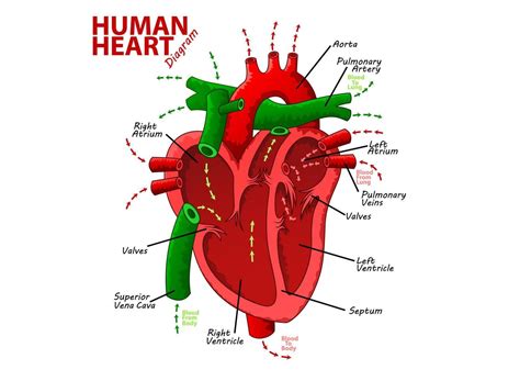 Human Heart Diagram Anatomy, Vector Illustration 20382202 Vector Art at Vecteezy