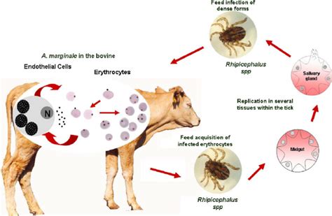 Proposed life cycle of Anaplasma marginale . The cycle is modified from... | Download Scientific ...