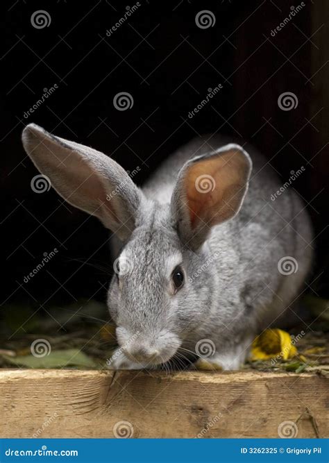 Rabbit in wooden hutch stock image. Image of hare, black - 3262325