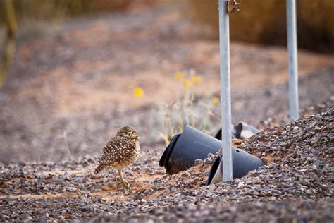 Feather Tailed Stories: Burrowing Owl