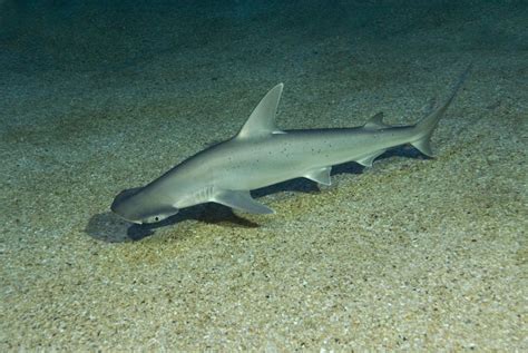 Bonnethead Shark Facts Size Habitat Diet Life Cycle Pictures | Free ...